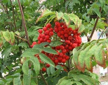 Кисть рябины