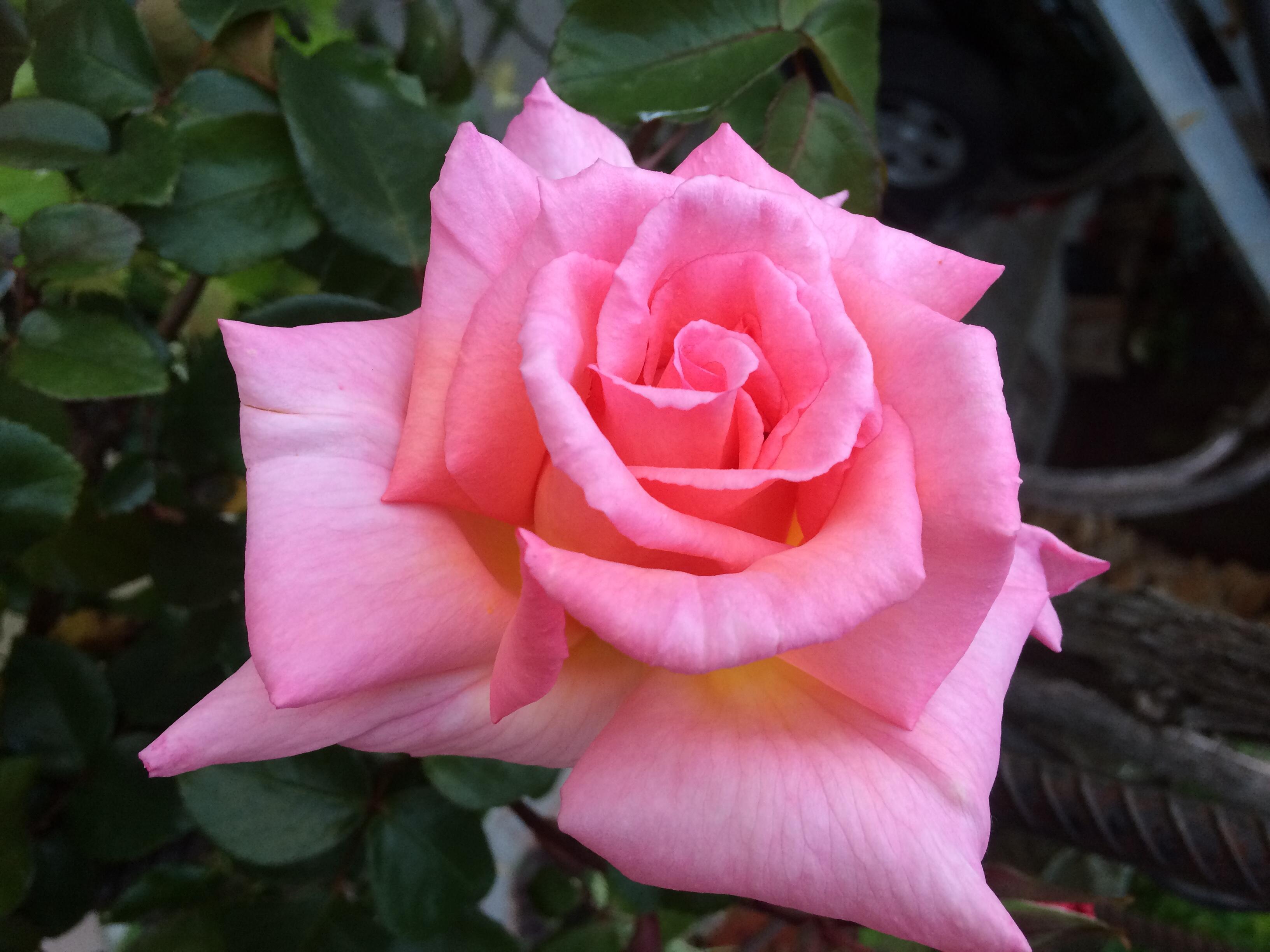 ПРОЩАЙТЕ, ДРУГ ДРУГА!