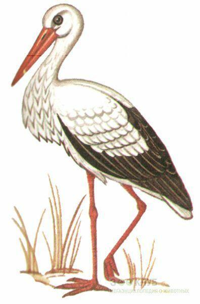 ЯПОНСКИЙ АИСТ.