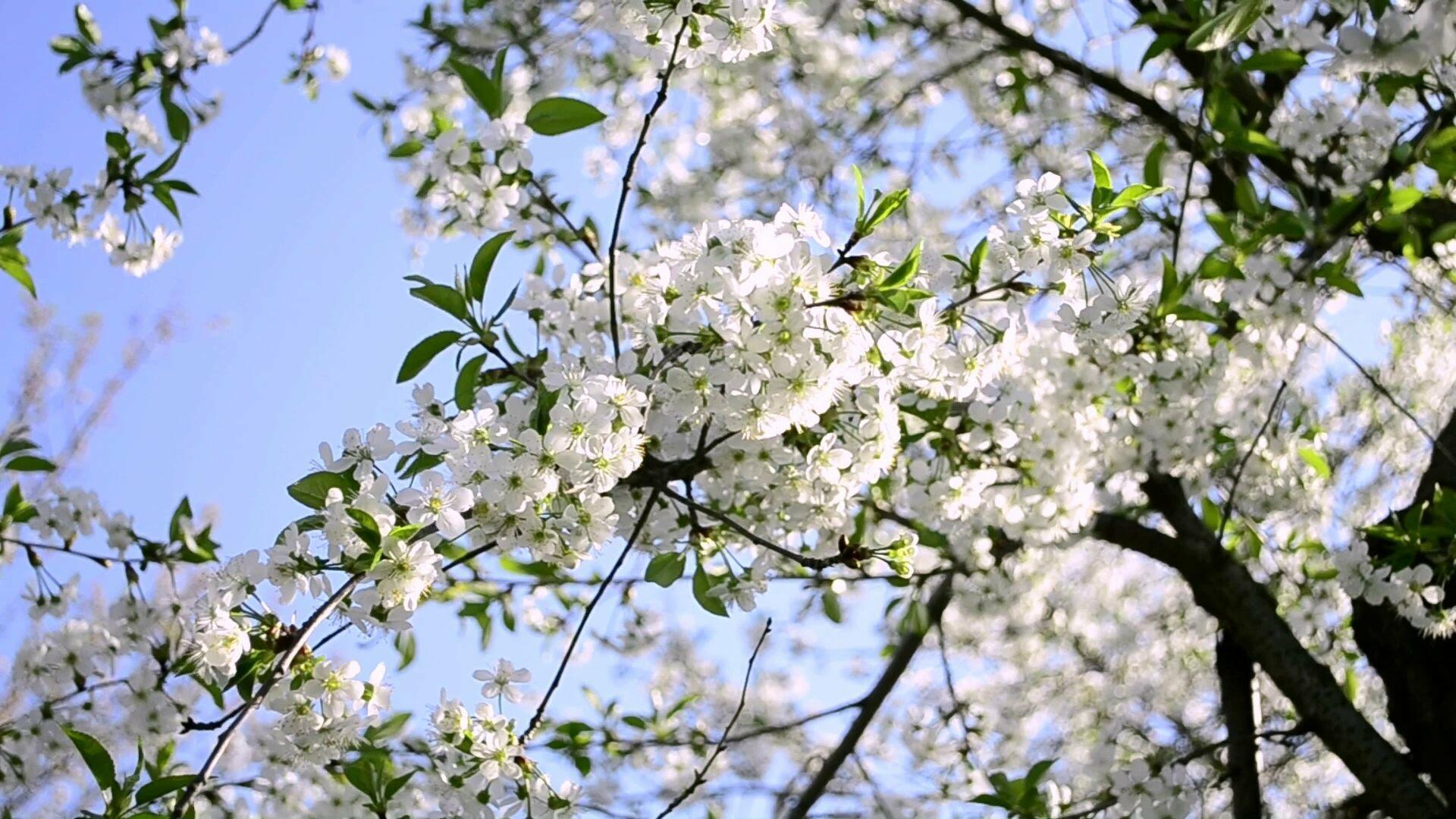 Музыка цветущего сада. Цветущая вишня Чехов. Вишневый сад цветет. Вишня Метеор цветение. Цветение вишни.
