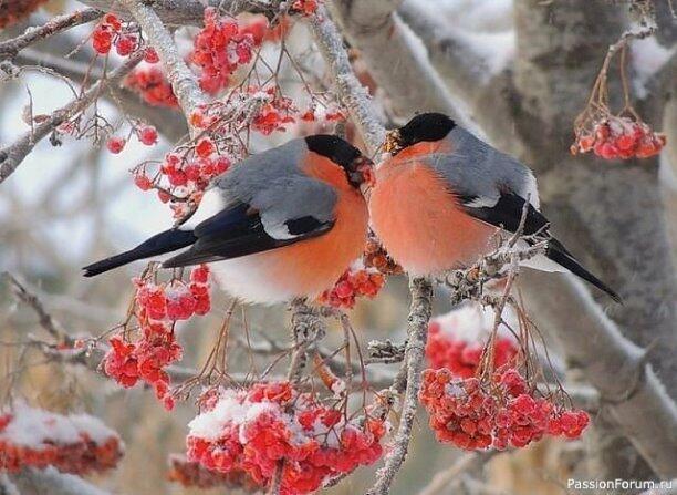 Ещё одна зима