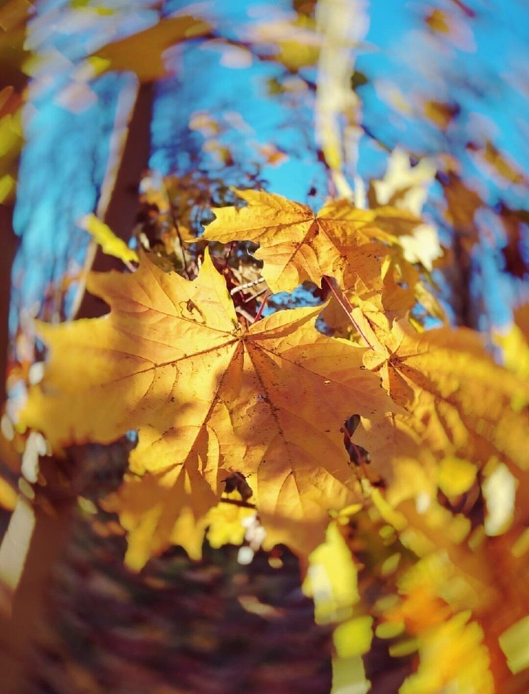 Осенний клён