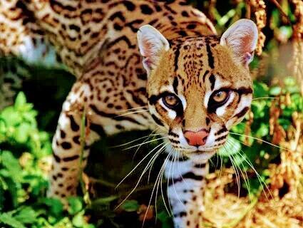 КРАСАВЕЦ ОЦЕЛОТ