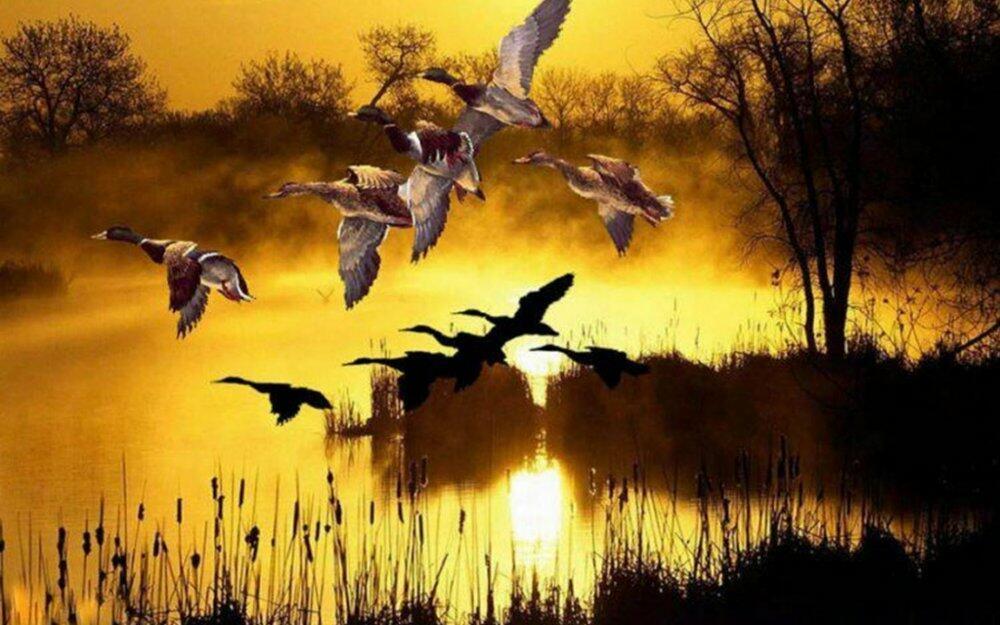 УТКИ ВСПОЛОШИЛИСЬ