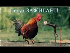 "Если вас петух разбудит".  ВОСЬМЕРИЧОК