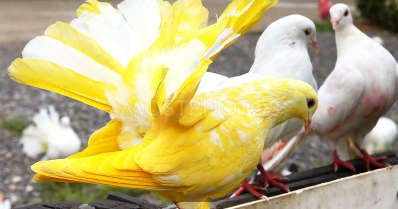 ЗОЛОТОЙ ГОЛУБЬ