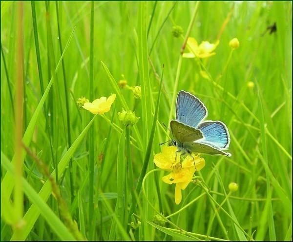Предутренняя песнь