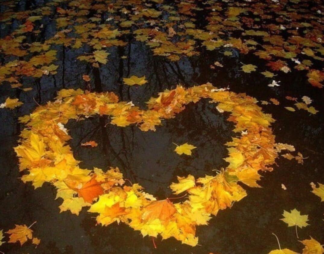 Сердце из осенних листьев