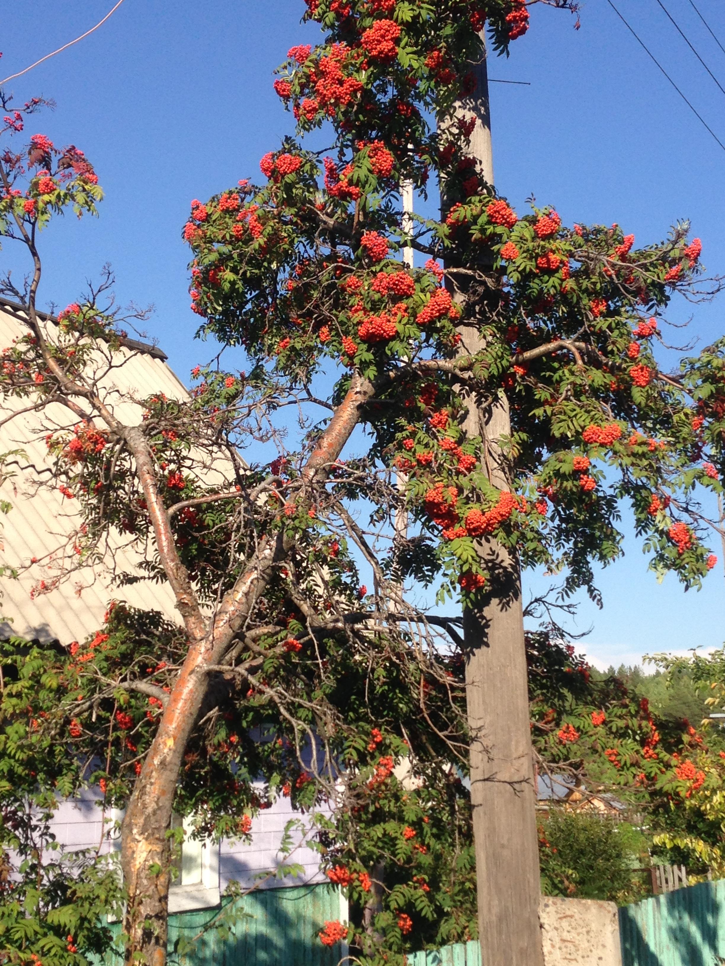 Горькая рябина