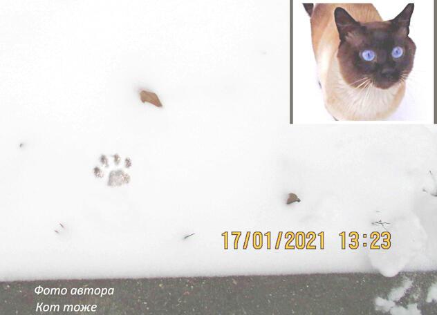 Понемножку о кошках. Рассказка №5 Провал миссии ПРОГУЛКА