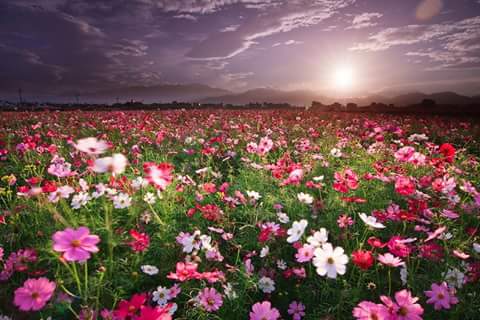 На даче летом