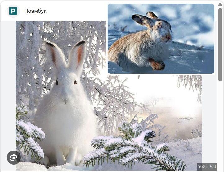 Хочу я шубку белую...