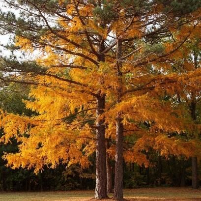 Настроение осени 
