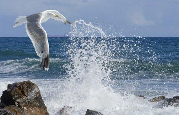 ЛЮБОВЬ - ЧАЙКА НАД МОРЕМ!          (песня)