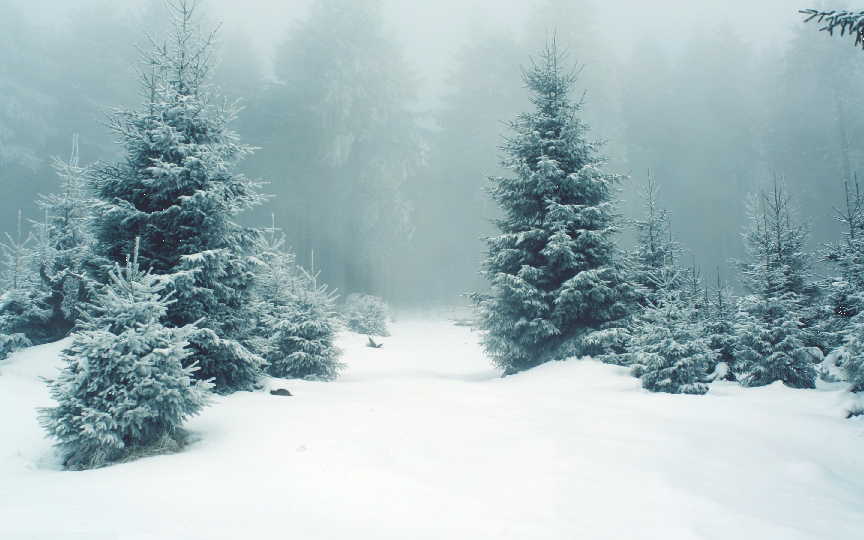 Снег на Рождество