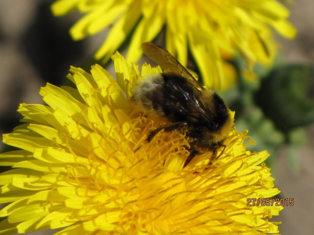 ВЕСТИ ОТ БАБИНОККИО № 9 (Поздняк метаться)