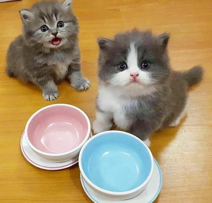 Голодные котята.