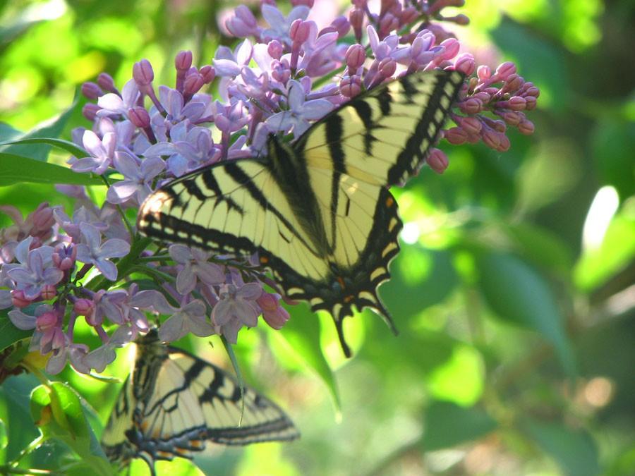 дверь в лето