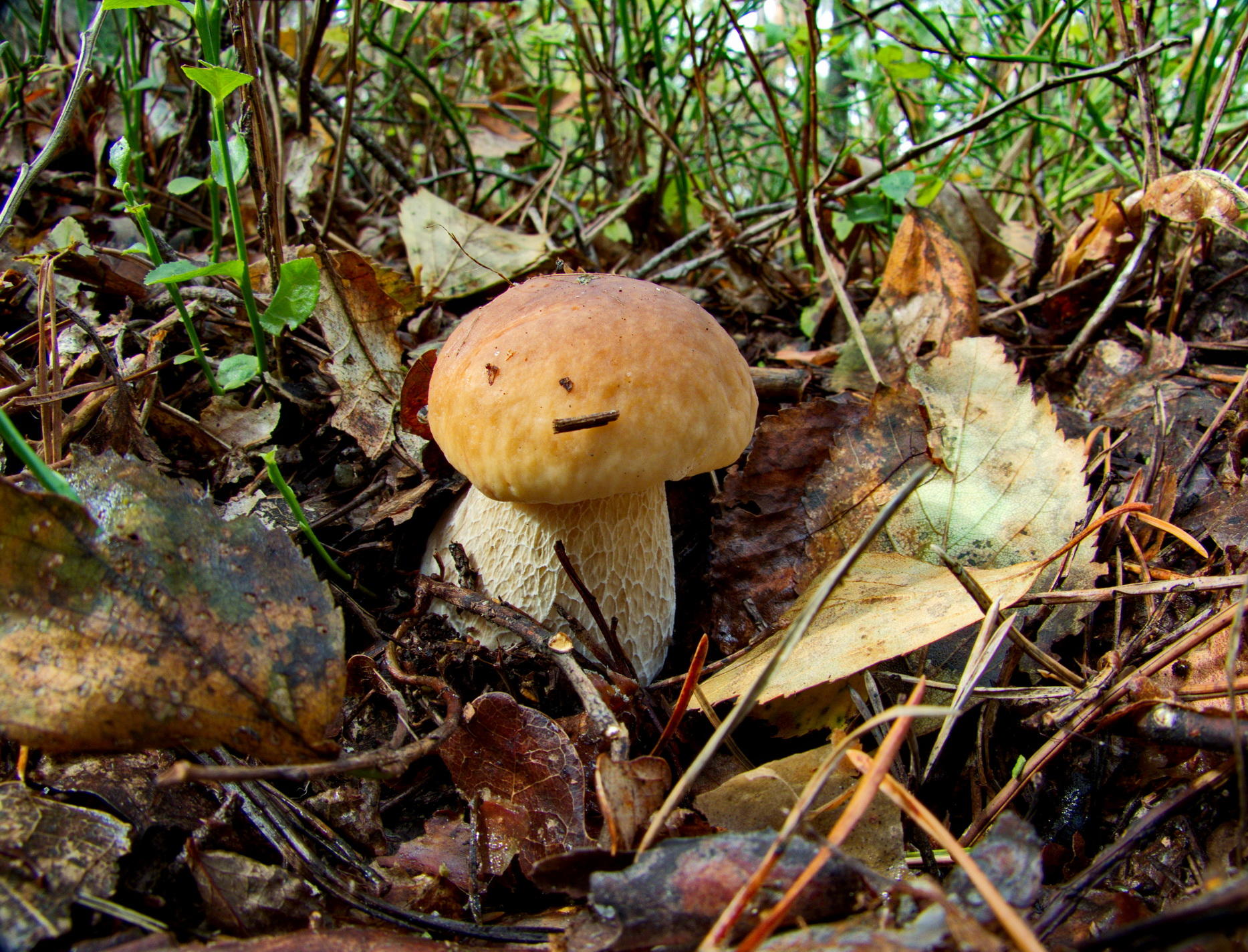 Искать по фотографии в Яндексе грибы