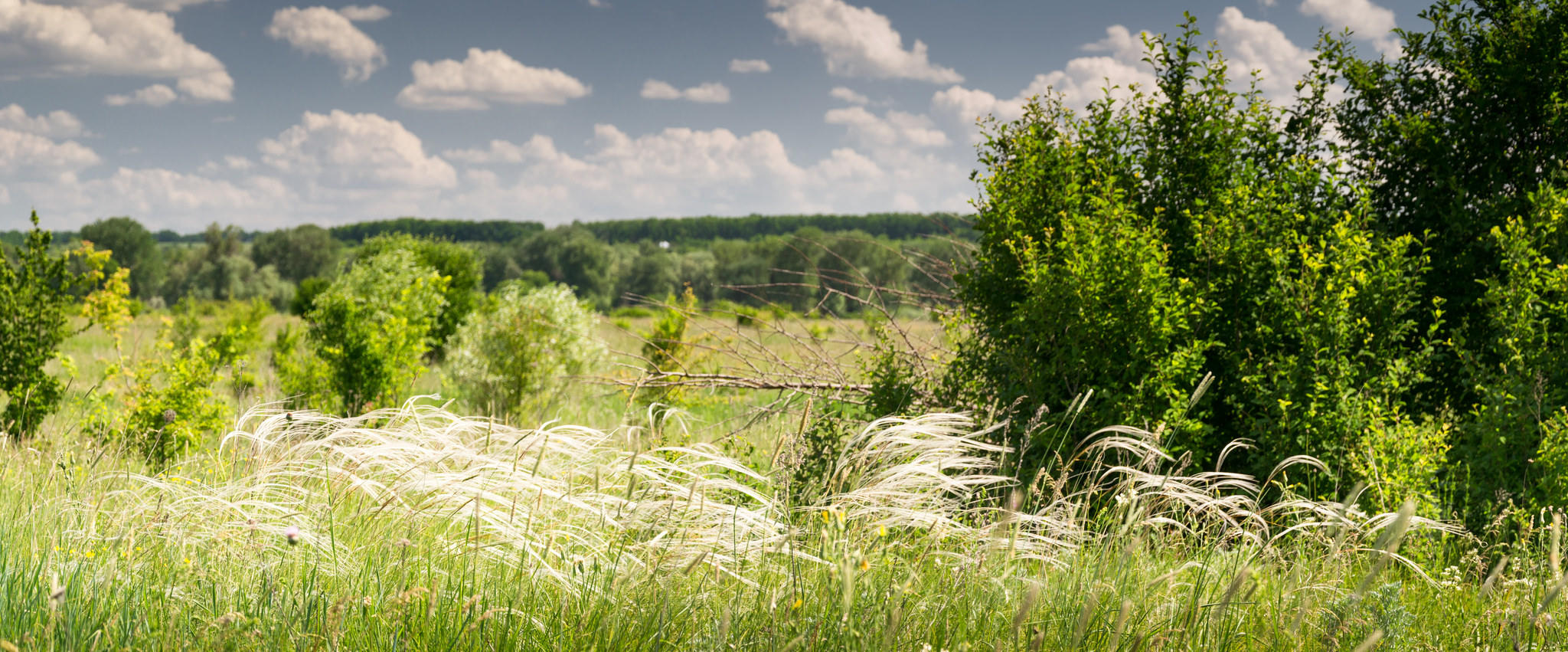 Ковыль (Feather grass)