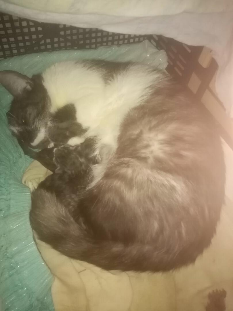 Семилетняя мамочка