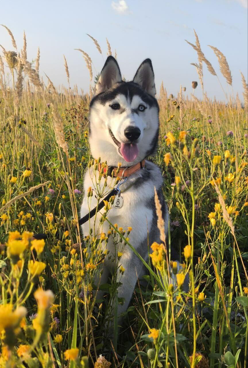 Как хорошо иметь собаку