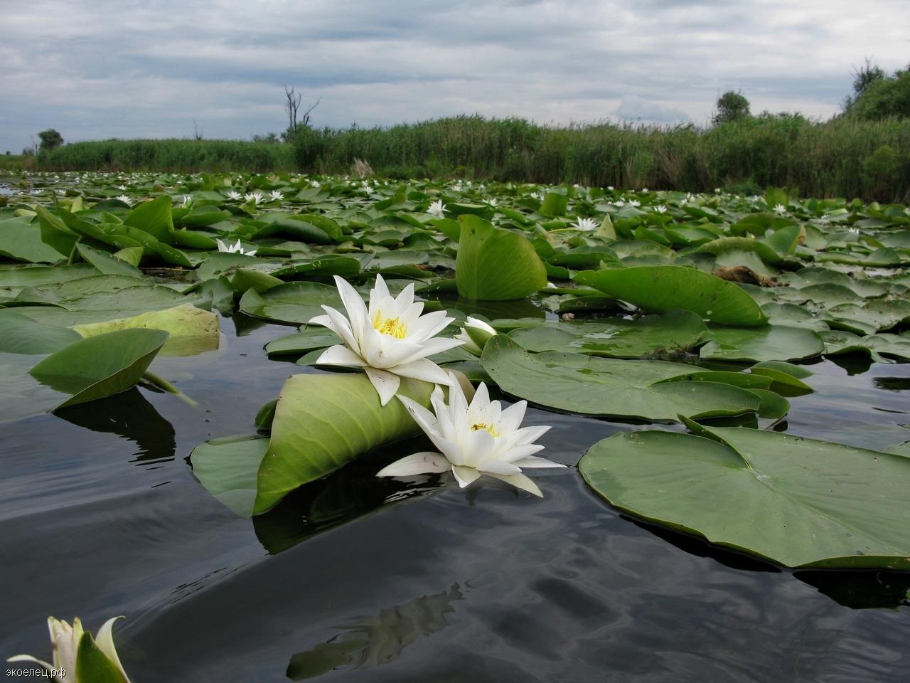 Какая яркая натура