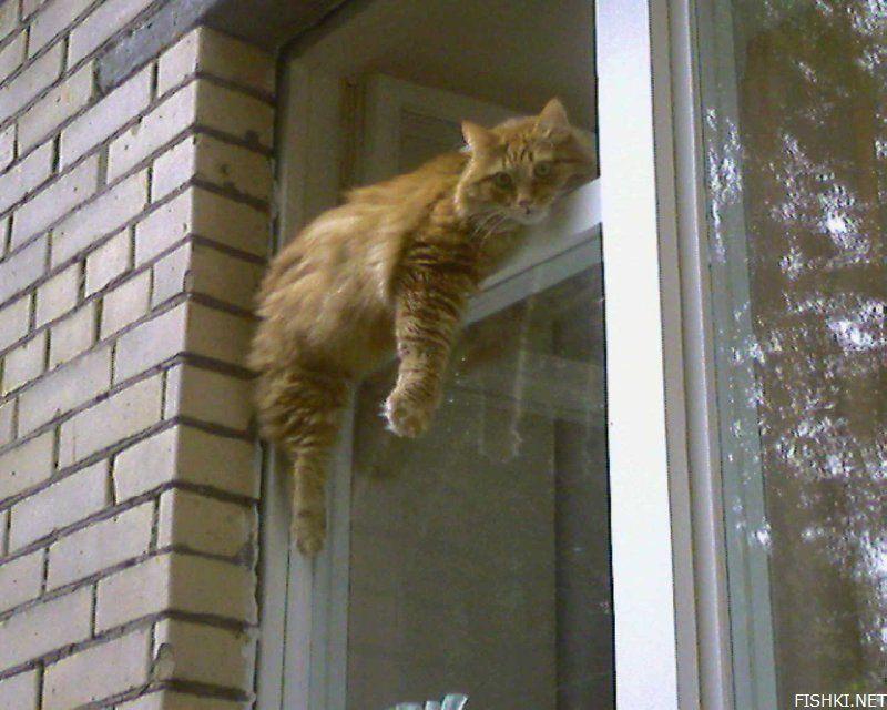 Чуть свалиться. Кошка на окне. Рыжий кот на форточке. Котики выглядывают на окно. Кошка в форточке.