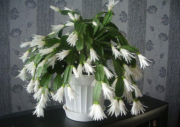 СЧАСТЬЕ В МАЛОМ