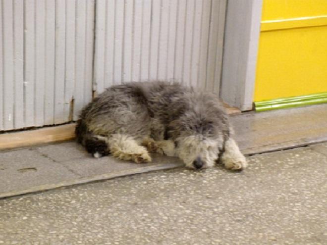 "Грустный пёс" (30.04.2016)