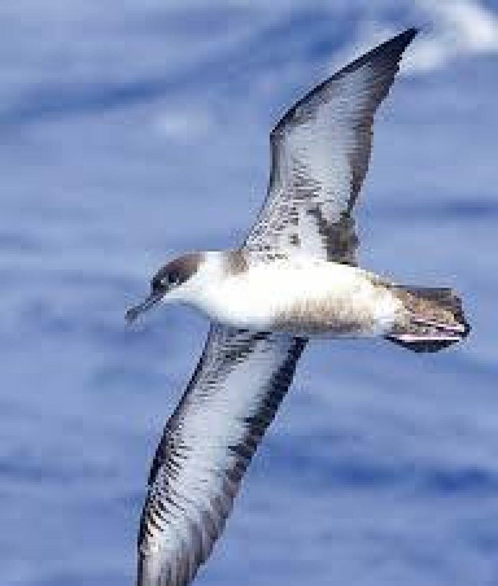 Буревестник