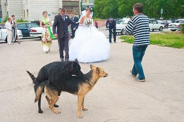 ...Собачья свадьба...