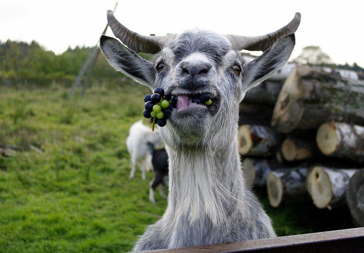 "Ехай нá хрен* в огород!"  ВОСЬМЕРИЧОК