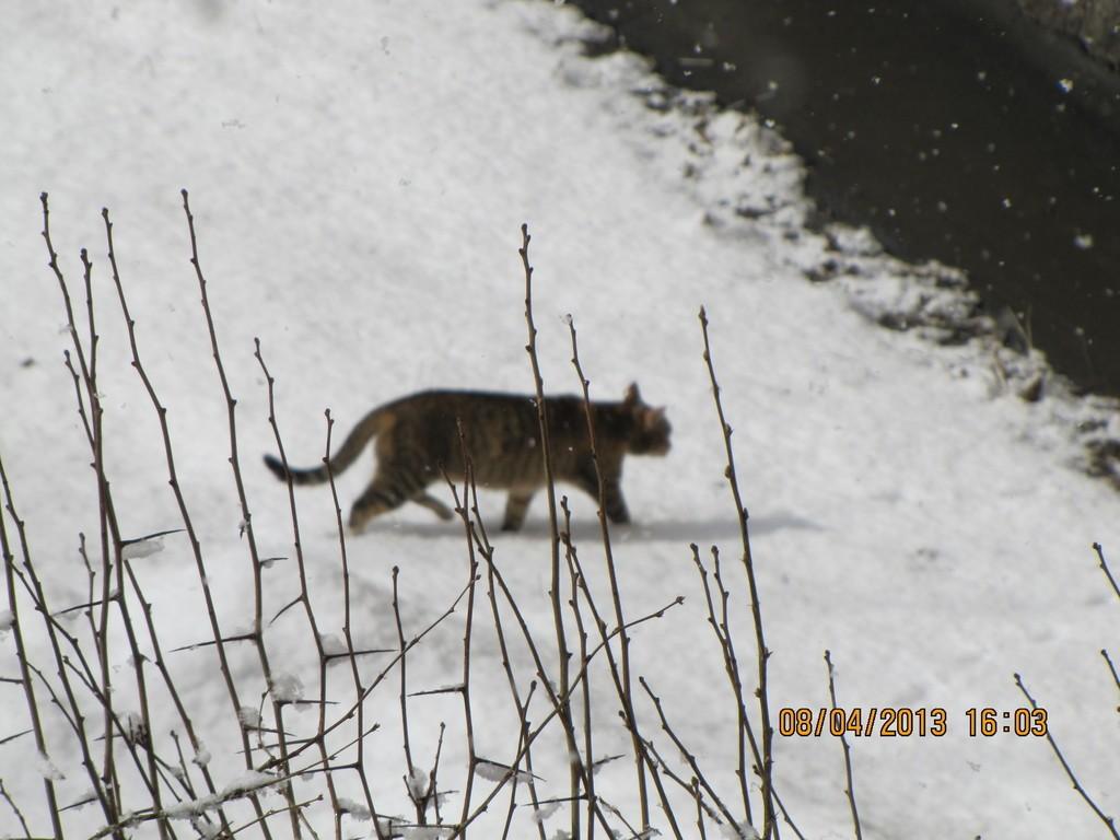 ЗИМА ПРИШЛА?...