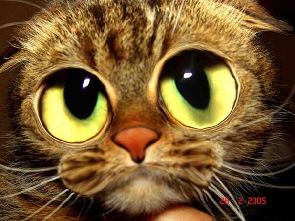 Ответ поэту - Медведь Белый - ЗАЧЕМ