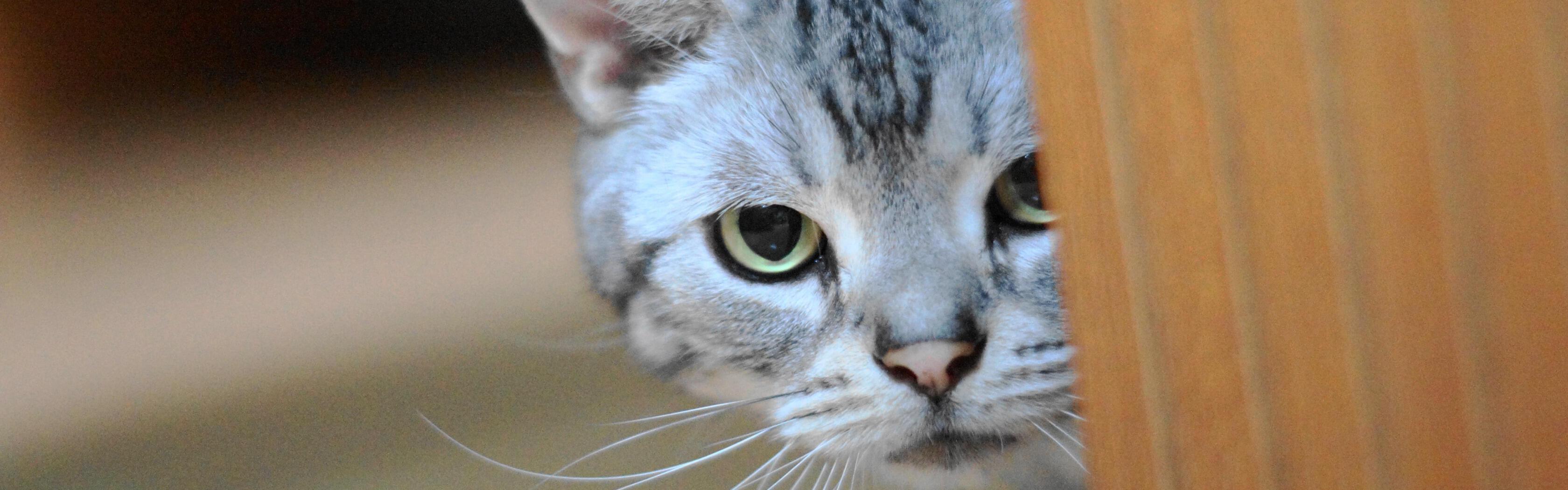 Где же спряталась кошка