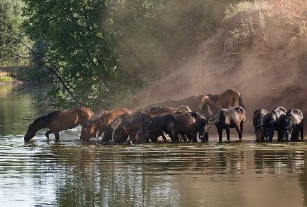 Кони воду пьют из речки...