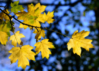 Осеннее послание