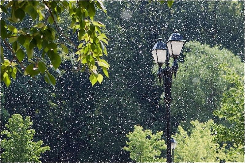 "Майская метель" (29.05.2017)