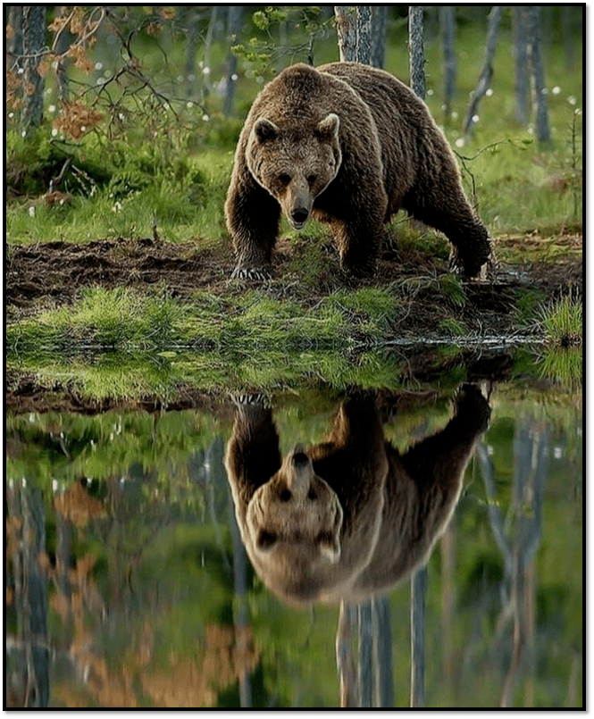 ✨ Завораживающие отражения ✨