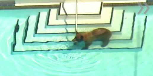 В Калифорнии медведи купаются в бассейнах