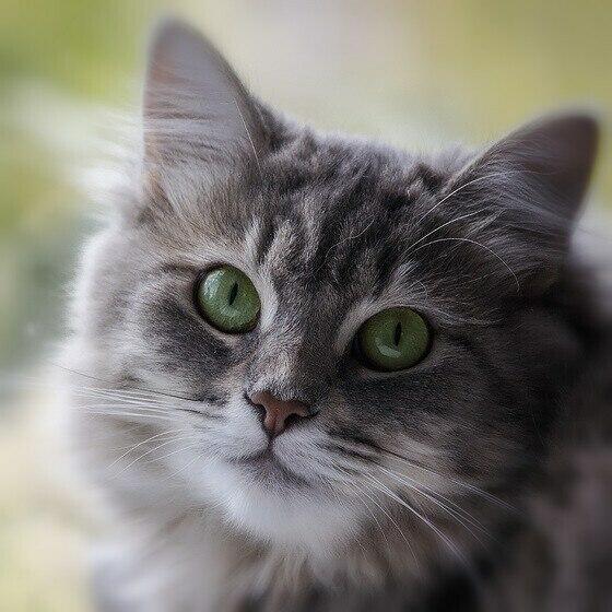 Котик (детская песенка)