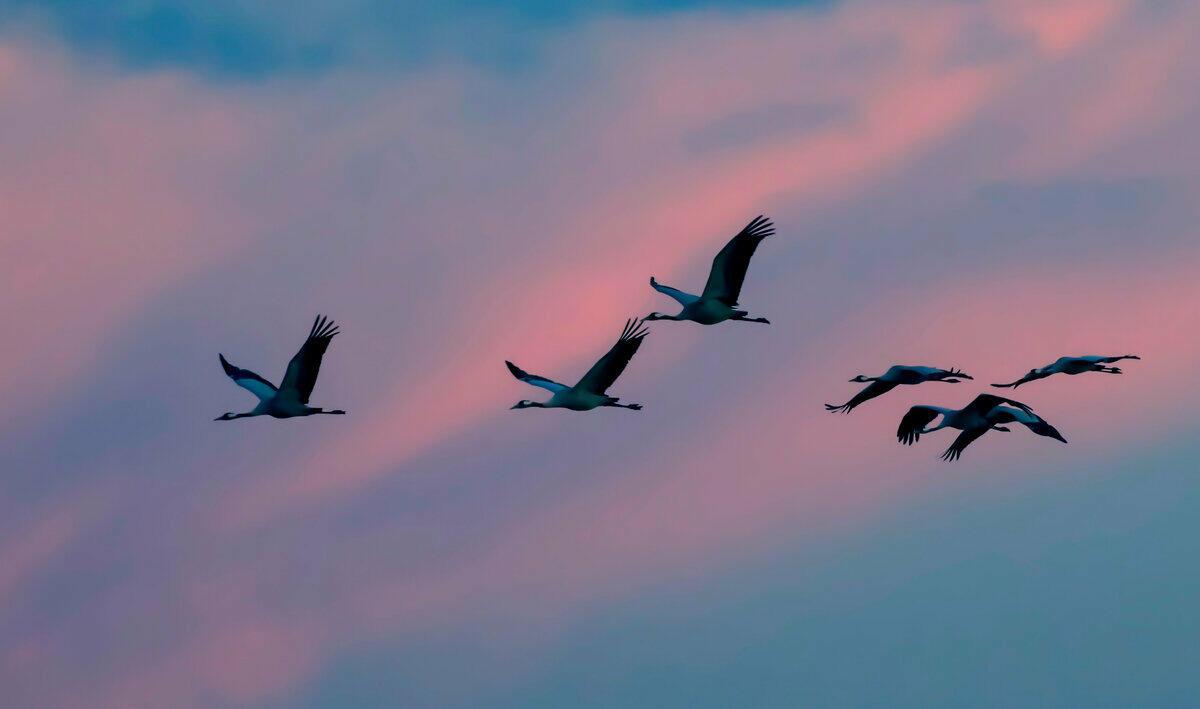 Я ТИХО УМИРАЛ В ОКОПЕ НОЧЬЮ...