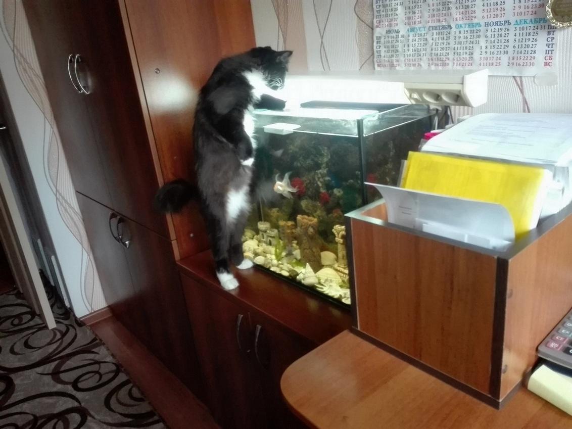 Кошка и рыбки