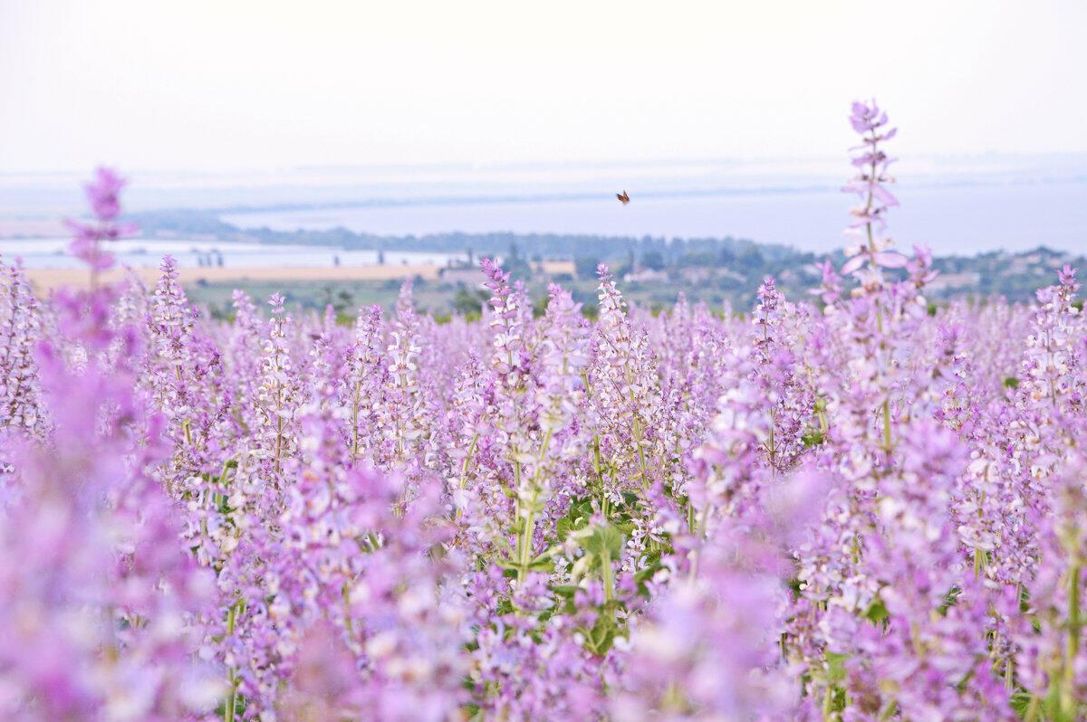 Шалфей крымский фото