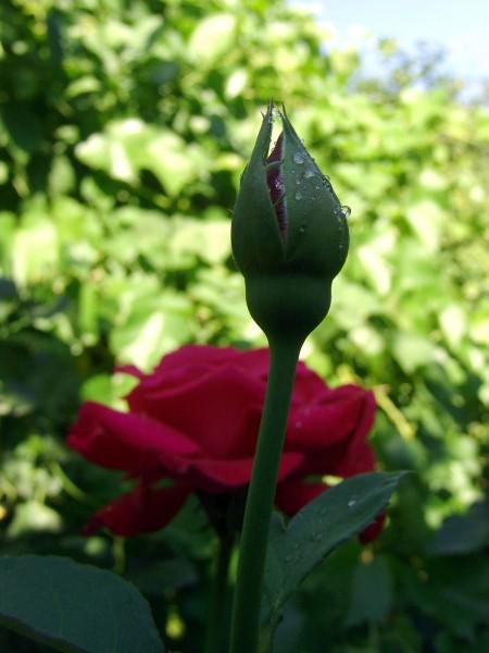 Первый сонет Шекспира. Перевод с англ