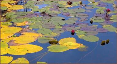 Чаепитие - пастель