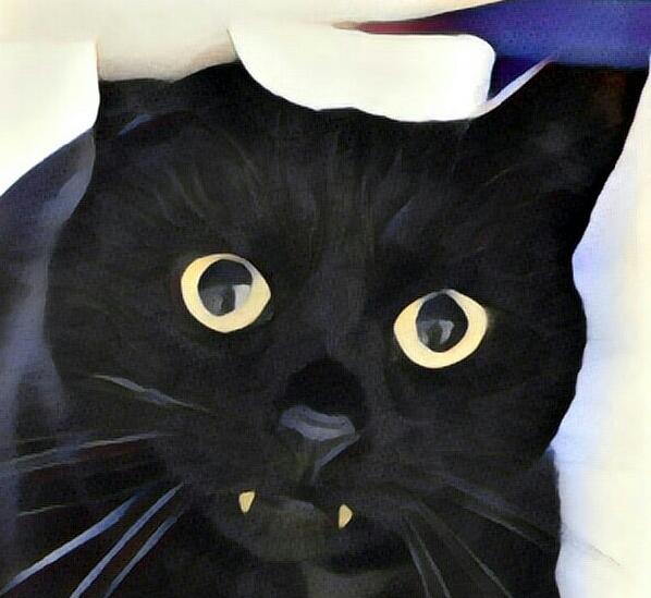 КОТ (порошок)