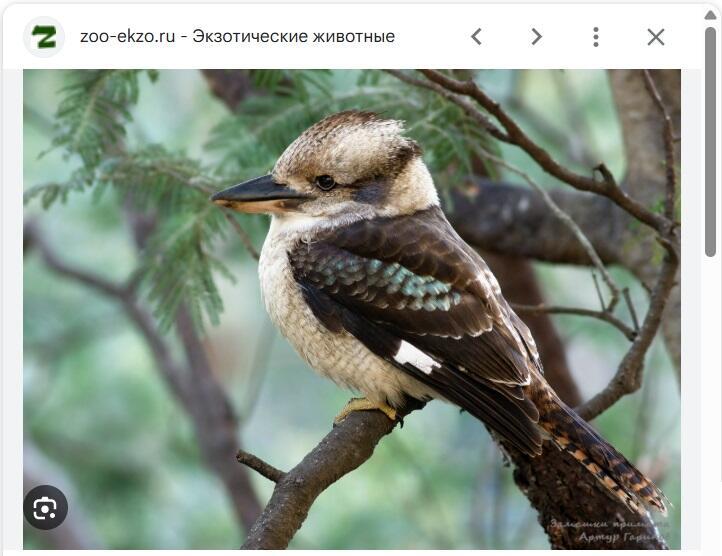 Замашки примата