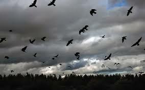 Чёрное утро